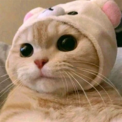 cute cat pfp for tiktok.